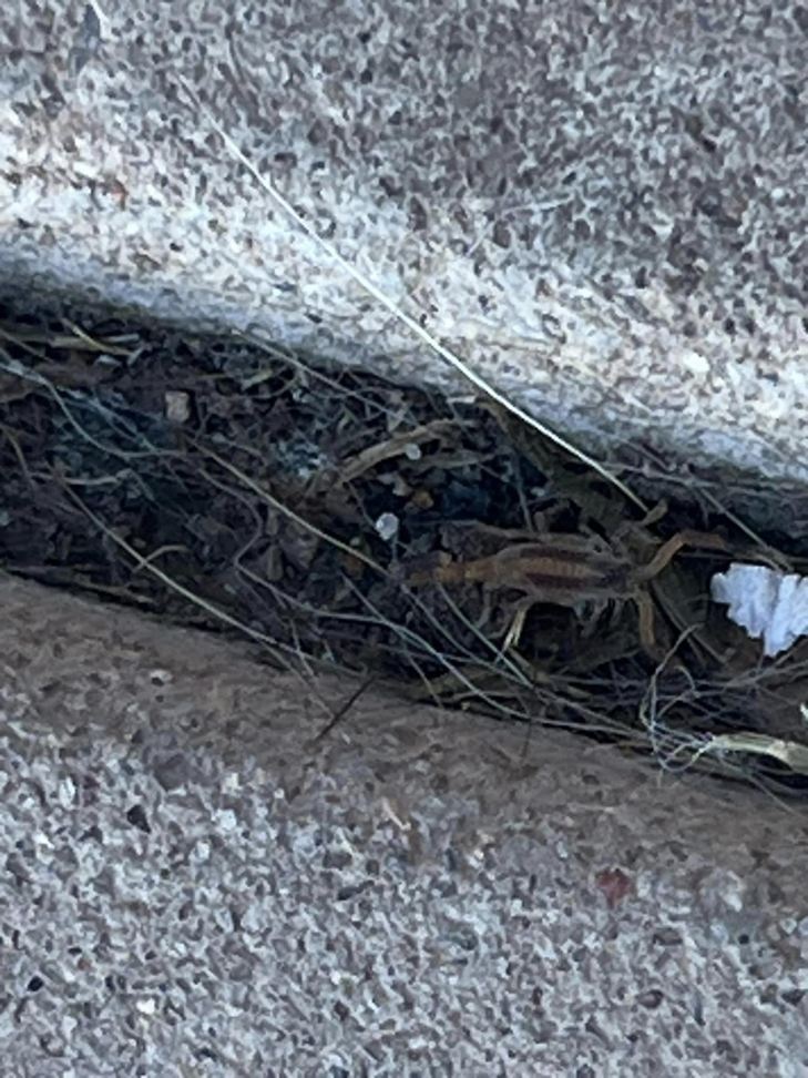 A scorpion hiding in a concrete crack, showing a pest control issue handled by Aspera Pest Control in Albuquerque, NM