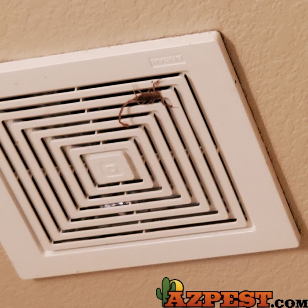 A scorpion resting on a ceiling vent, indicating a pest issue for Arizona Pest Control in Tucson, AZ.