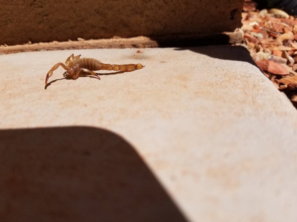 A scorpion on a concrete surface, a common pest targeted by Reliable pest control solutions in Hannibal, MO