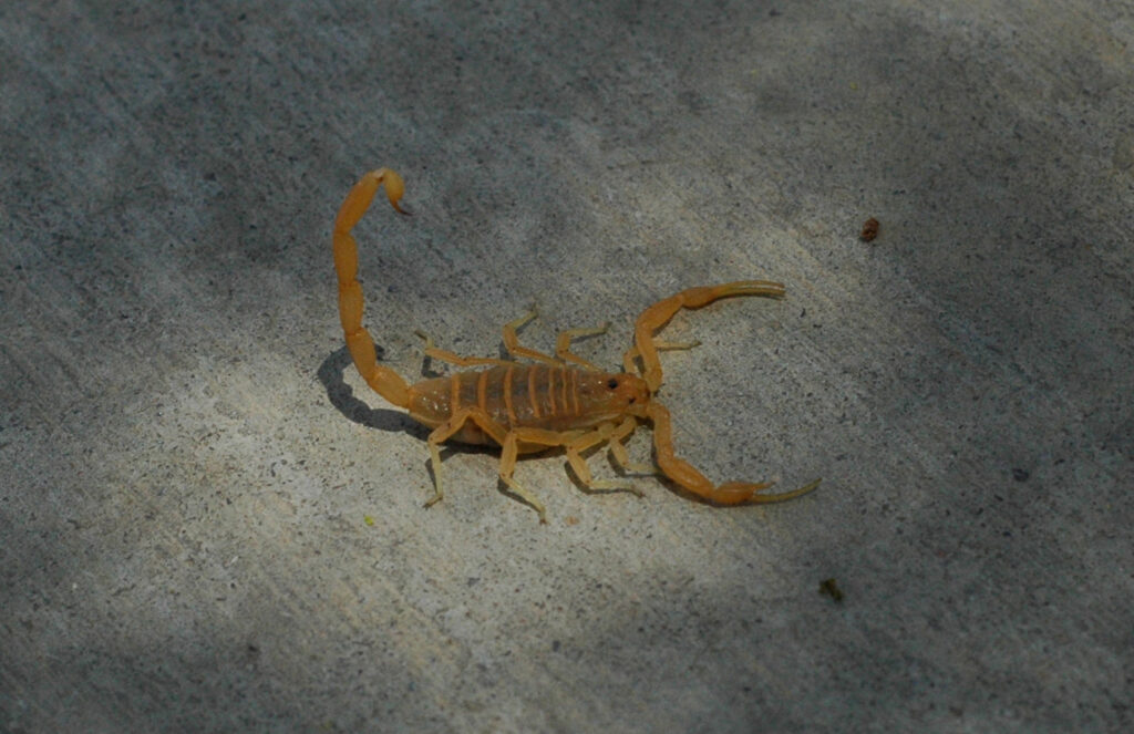 A scorpion on concrete, a common desert pest, managed by Pest Control Solutions in Mesa, AZ