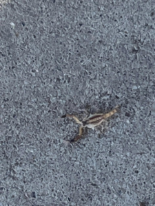 A small scorpion on a concrete surface, representing pest extermination services from Aspera Pest Control in Albuquerque, NM