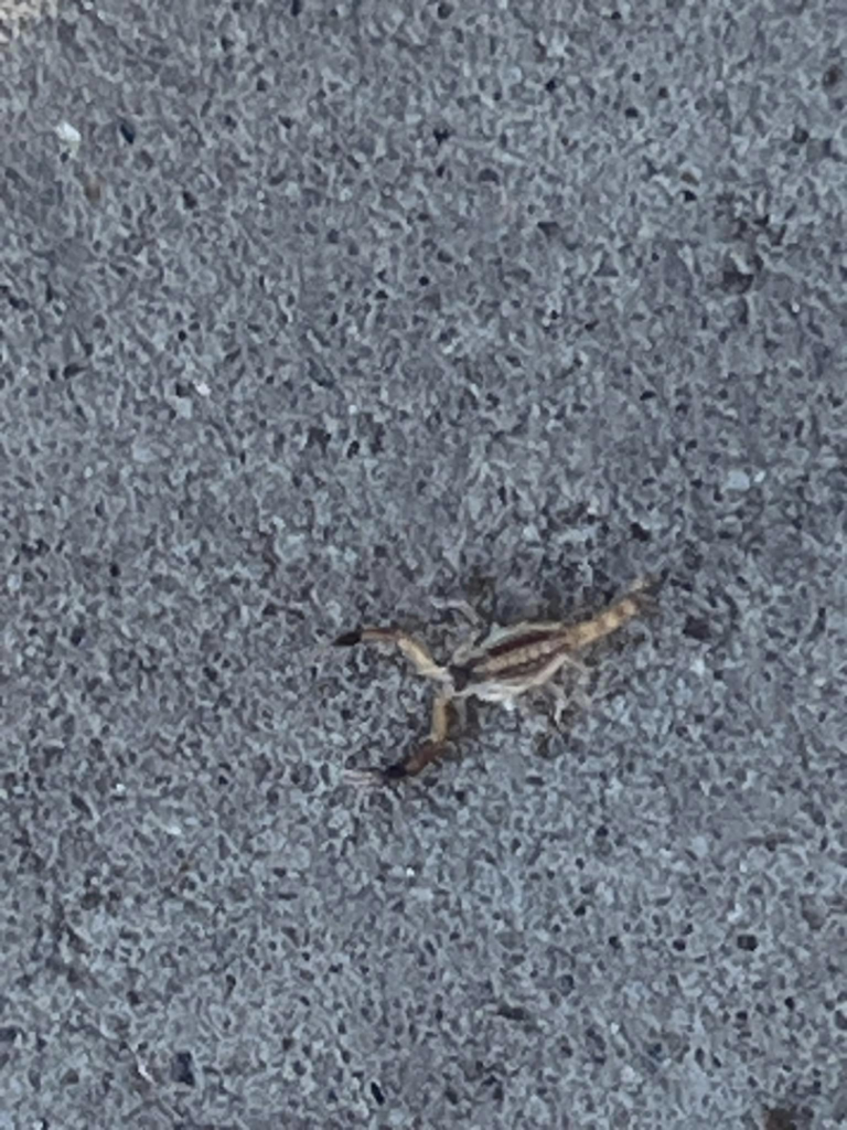 A small scorpion on a concrete surface, representing pest extermination services from Aspera Pest Control in Albuquerque, NM