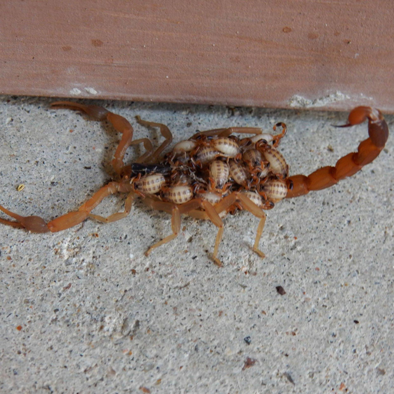 A scorpion carrying its babies, a common pest problem for Pest control in Arlington, TX