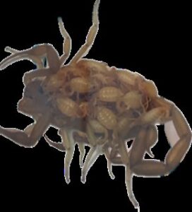A close-up of a scorpion carrying its babies, a pest situation handled by Reliable pest control solutions in Hannibal, MO