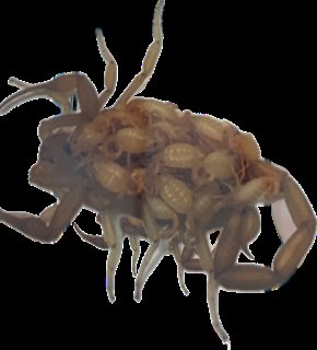 A close-up of a scorpion carrying its babies, a pest situation handled by Reliable pest control solutions in Hannibal, MO