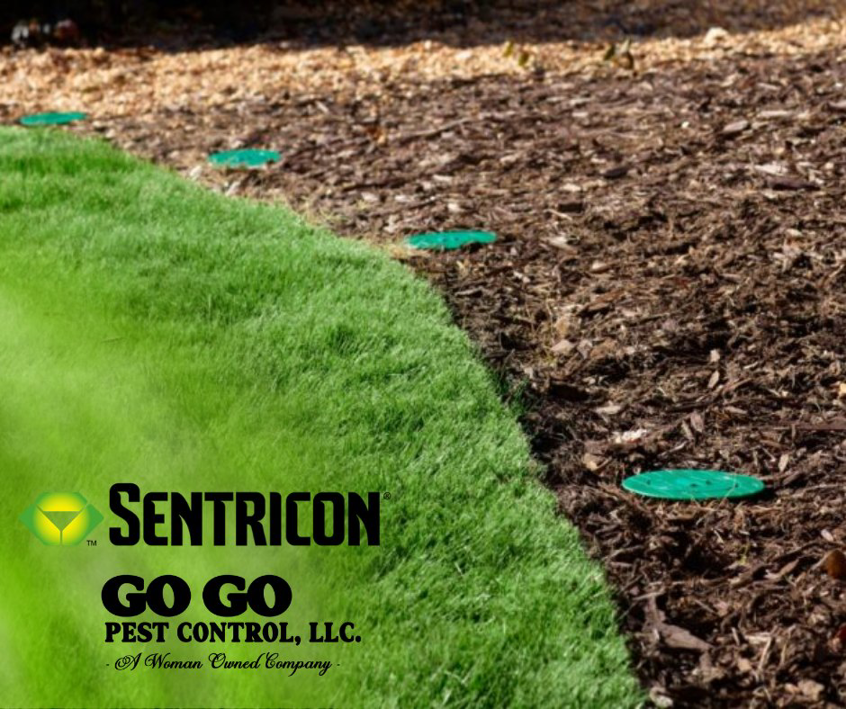 Sentricon termite bait stations installed in the ground by Go Go Pest Control, LLC in Wintersville, OH.