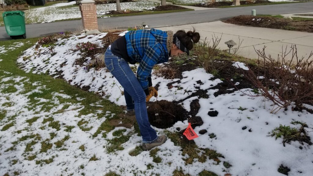 A professional from Allstate Animal Control in Elizabeth, NJ, setting a wildlife trap in a snowy garden bed.