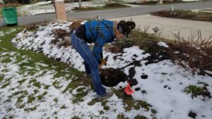 A professional from Allstate Animal Control in Elizabeth, NJ, setting a wildlife trap in a snowy garden bed.