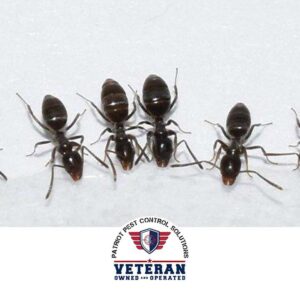 Several ants crawling on a white surface, a common pest issue that Patriot Pest Control Solutions in Yakima, WA, can resolve.