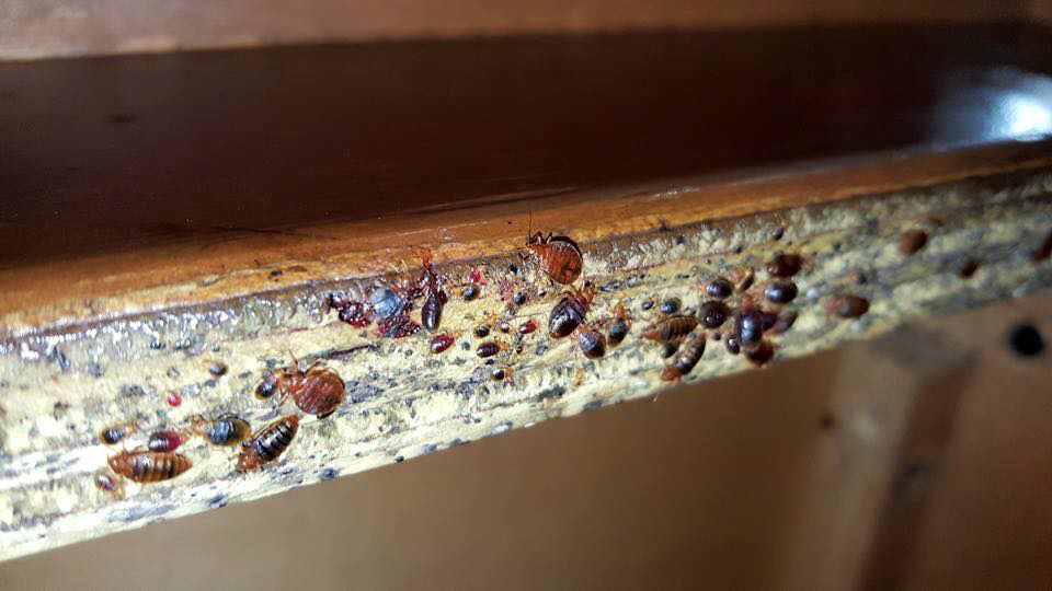 A severe bed bug infestation with multiple pests and droppings on a wooden surface, showing the work of Bed Bug Treatment Advice in Seattle, WA.