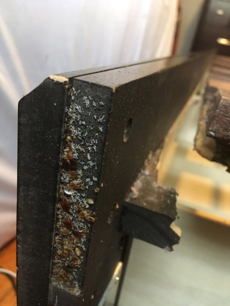 A severe bed bug infestation with numerous bugs and droppings on a furniture frame, treated by Bug Bounty Hunters LLC in Akron, OH.
