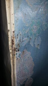A severe bed bug infestation with bugs and droppings visible on a mattress seam, treated by Superior Pest Management in Kannapolis, NC.
