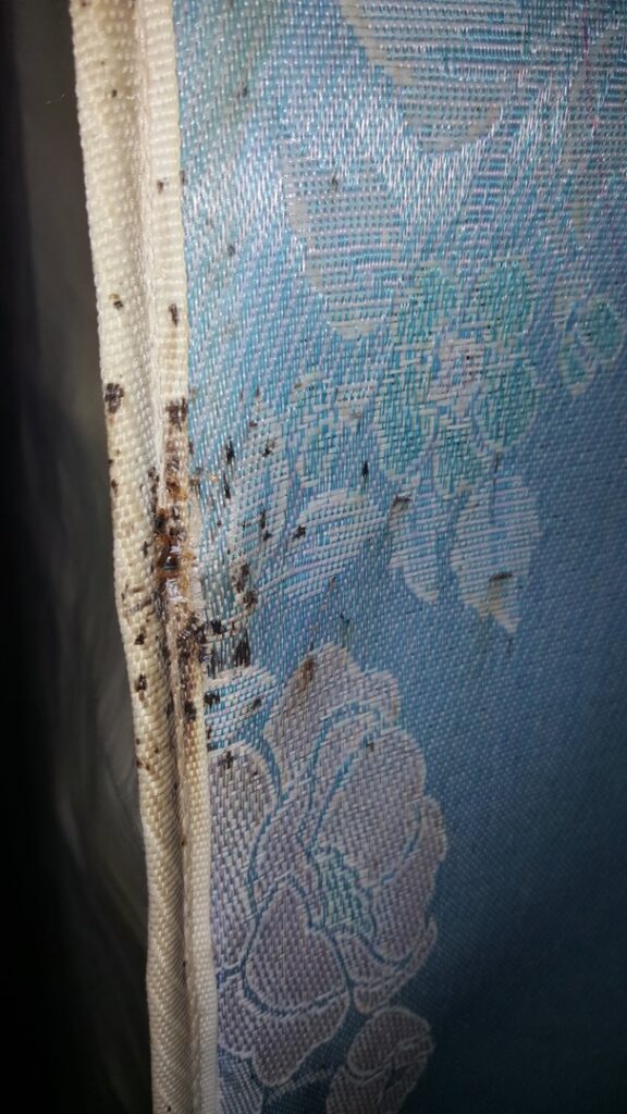 A severe bed bug infestation with bugs and droppings visible on a mattress seam, treated by Superior Pest Management in Kannapolis, NC.