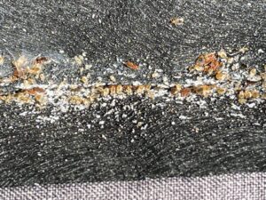 A severe bed bug infestation with many bugs and eggs visible on a dark fabric surface, showing a pest control job by Himalaya Pest Control in Alpharetta, GA.