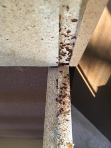 A severe bed bug infestation visible along the seams of wooden furniture, a common pest issue treated by Affordable Pest Technicians in Services Available In.