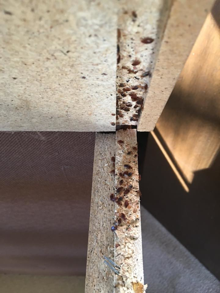 A severe bed bug infestation visible along the seams of wooden furniture, a common pest issue treated by Affordable Pest Technicians in Services Available In.