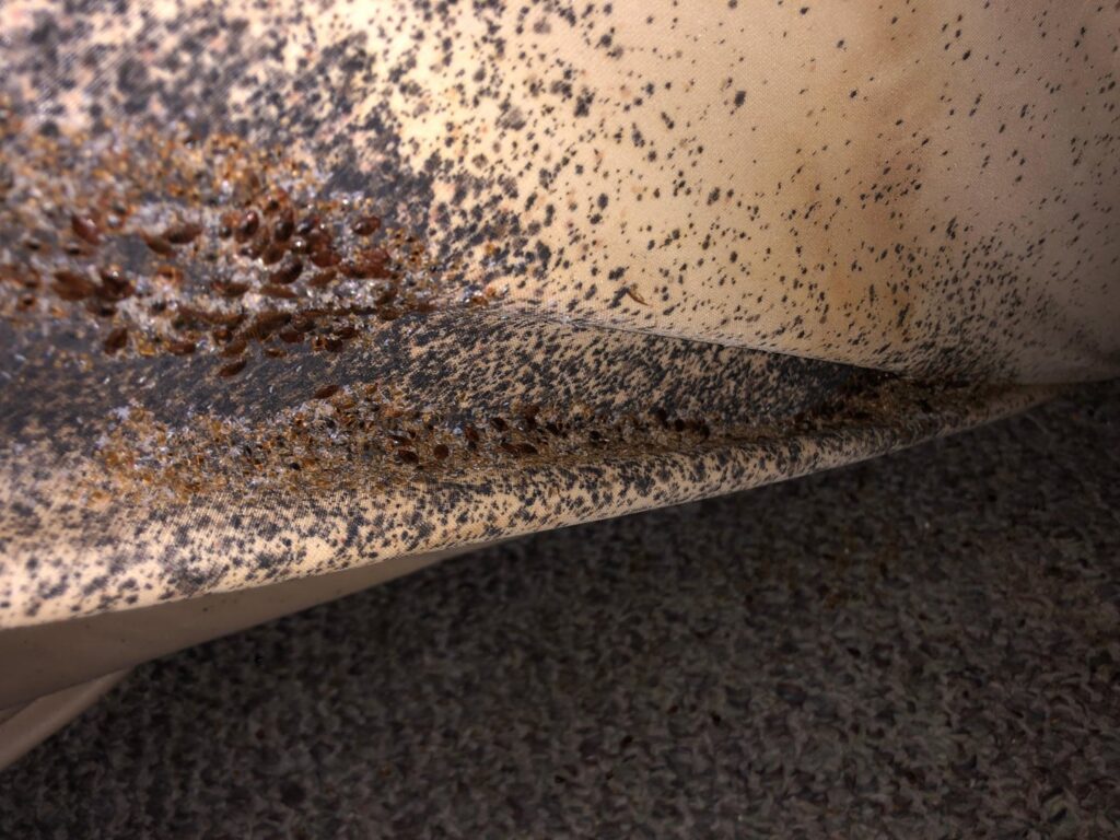 A severe bed bug infestation visible along the seam of a mattress, indicating a pest control need addressed by Bayer Pest Control in Dayton, OH.
