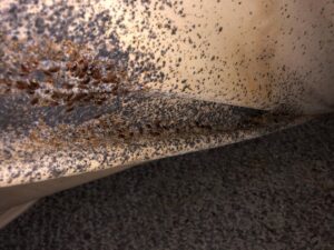 A severe bed bug infestation visible along the seam of a mattress, indicating a pest control need addressed by Bayer Pest Control in Dayton, OH.