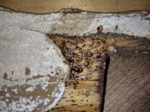 A severe bed bug infestation visible on a wooden surface, indicating a job for Apex Pest & Critter Control LLC in Akron, OH.