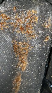 A severe bedbug infestation with many bugs and droppings visible on black fabric, treated by Northwest Bedbug Company in Spokane, WA.