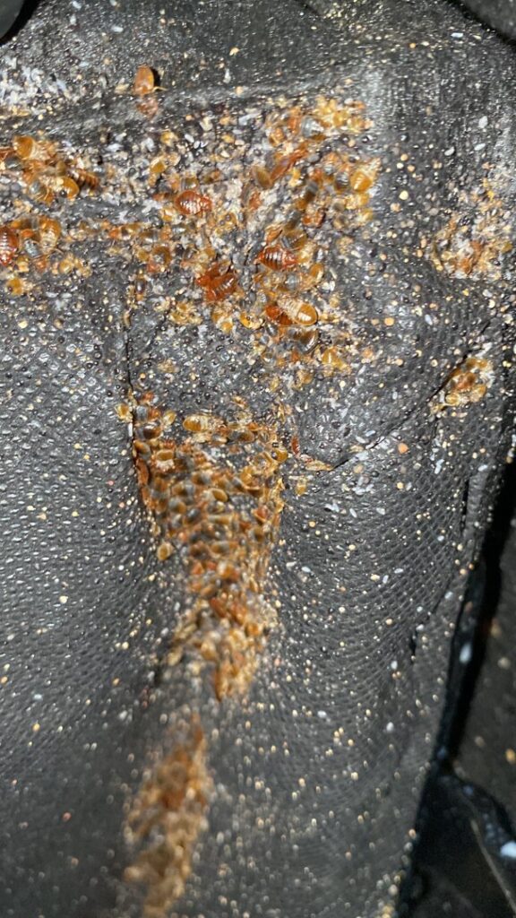 A severe bedbug infestation with many bugs and droppings visible on black fabric, treated by Northwest Bedbug Company in Spokane, WA.