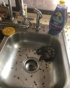 A severe cockroach infestation in a kitchen sink with dirty dishes, highlighting a pest control need for Avast Pest Control in Orlando, FL.