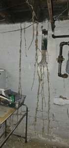 Multiple long, branching termite mud tubes visible on a concrete basement wall, indicating a severe infestation requiring pest control from MJ's Absolute Solutions in Parma, OH.