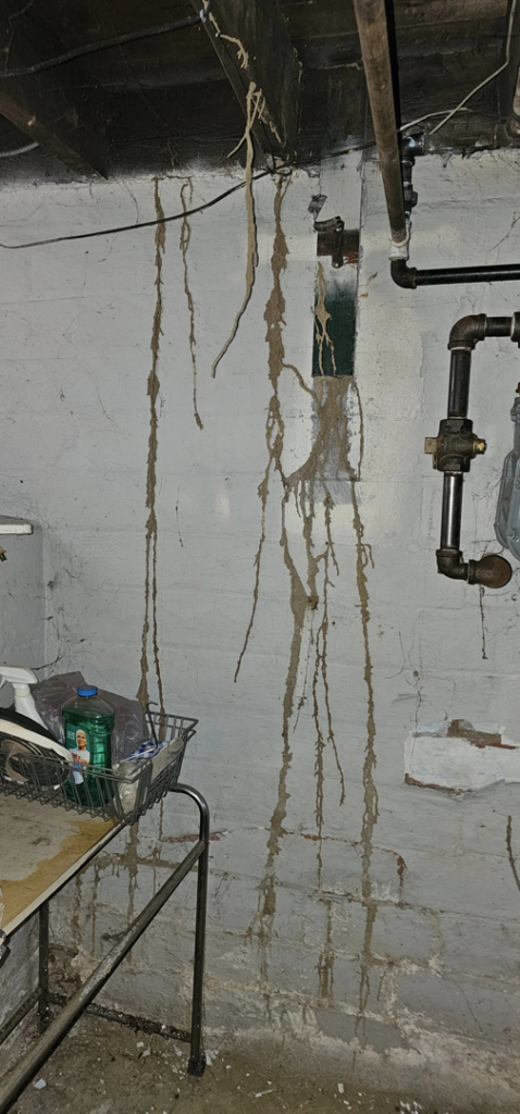 Multiple long, branching termite mud tubes visible on a concrete basement wall, indicating a severe infestation requiring pest control from MJ's Absolute Solutions in Parma, OH.