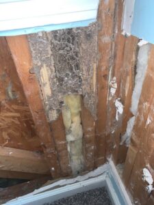 Severe termite damage and mud tubes visible on wooden beams inside a wall, inspected by Berner Pest Solutions in Lexington, KY.