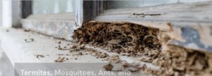 Severe termite damage visible on a wooden window sill, indicating a need for pest control service in Jonesboro, Arkansas.