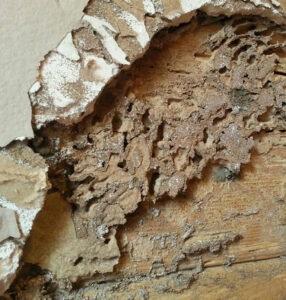 Severe termite damage visible on a wooden structure, indicating a need for pest control from Springer Professional Home Services in Des Moines, IA.