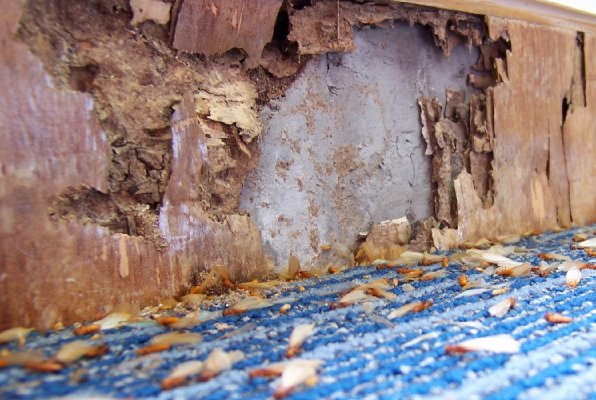 Severe termite damage to wooden structures with numerous termite swarmers on the carpet, indicating a major infestation handled by Perdue Exterminators in Roanoke, VA.