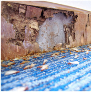 Close-up of severe termite damage to wood trim and carpet, showing pest activity addressed by Massey Services, Inc. in Melbourne, FL.