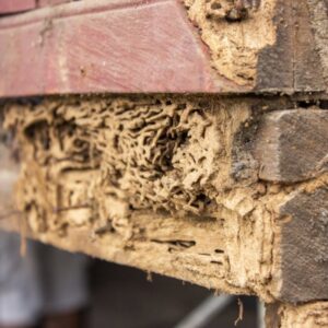Close-up of severe termite damage with visible tunnels in a wooden structure, indicating a need for Canady & Son Exterminating in Wilmington, NC.