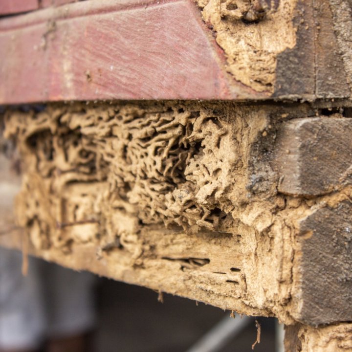 Close-up of severe termite damage with visible tunnels in a wooden structure, indicating a need for Canady & Son Exterminating in Wilmington, NC.