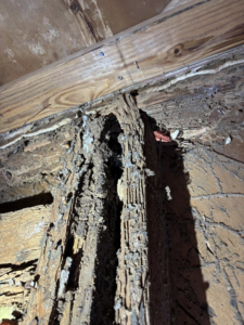 Severe termite damage on a wooden structural beam, showing extensive pest activity handled by Endurance Pest Management LLC in Stillwater, OK.