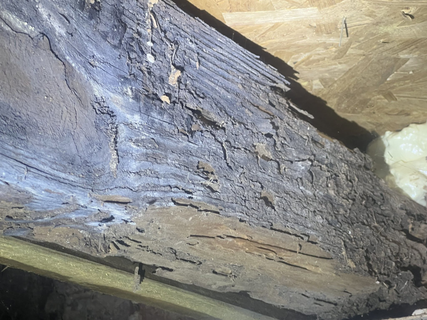 Severe wood damage from termites or rot, indicating a need for pest control services from Dominion Pest Control LLC in Lancaster, PA.