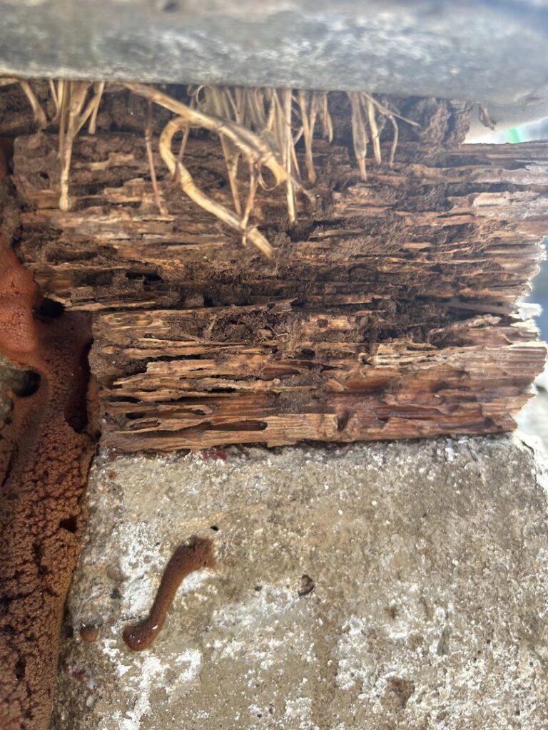 Severe wood damage caused by termites or other pests, requiring treatment from Steadfast Pest Control in Queen Creek, AZ.