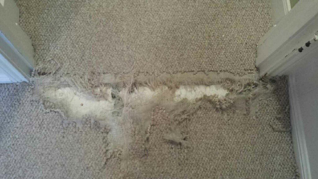 Severely damaged carpet showing the backing, awaiting repair by The Carpet Specialists in Houston, TX.
