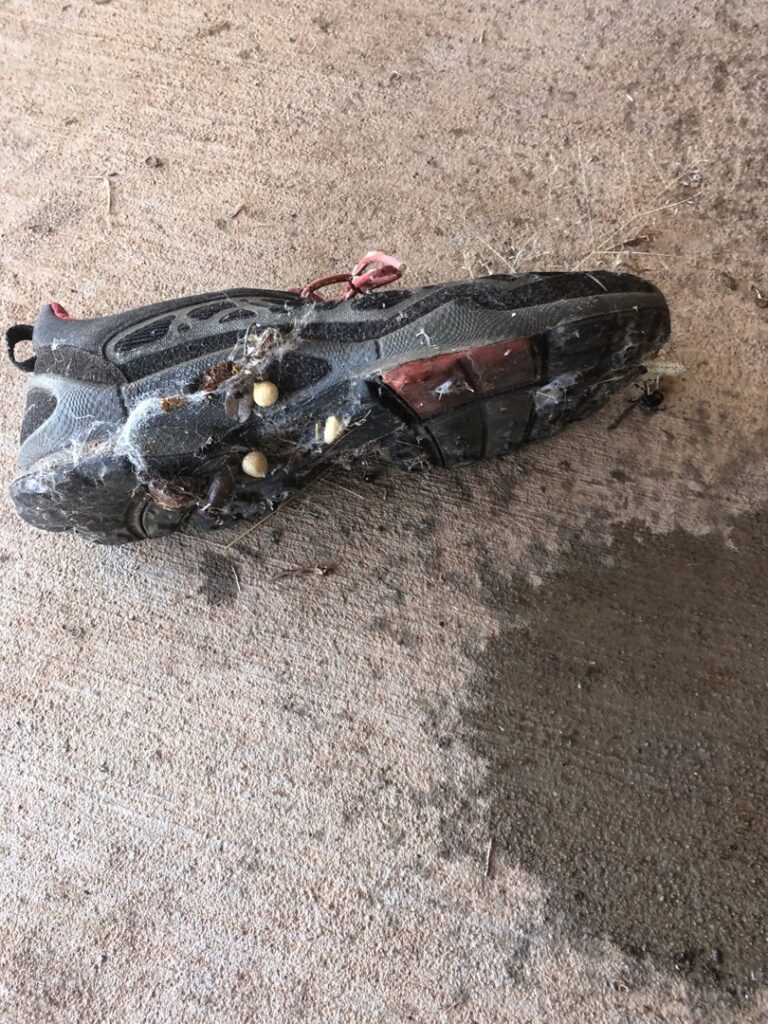 A shoe covered in insect eggs, larvae, and webbing, indicating a severe pest control problem for Bug Busters LLC in Norman, OK.