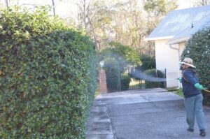 A Pro Care Lawn and Pest technician spraying shrubs for pest control treatment in Jacksonville, FL.