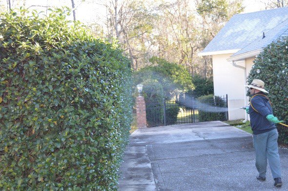 A Pro Care Lawn and Pest technician spraying shrubs for pest control treatment in Jacksonville, FL.