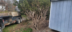 A large shrub expertly pruned and trimmed next to a shed, demonstrating a service by Parks' Lawn Care in Hagerstown, MD.