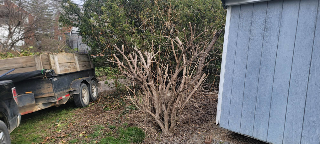 A large shrub expertly pruned and trimmed next to a shed, demonstrating a service by Parks' Lawn Care in Hagerstown, MD.