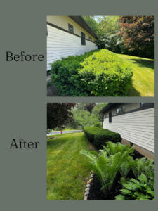 Before and after of professional shrub trimming and mulching by J&C Lawn Care Service in Madison, WI.
