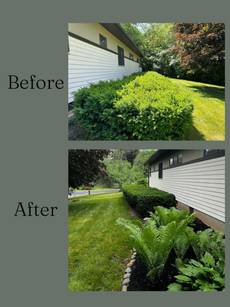 Before and after of professional shrub trimming and mulching by J&C Lawn Care Service in Madison, WI.