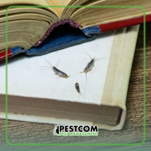 Silverfish pests crawling on old books, indicating an infestation that Pestcom Pest Management can resolve in Nampa, ID