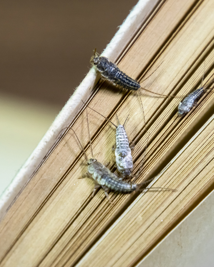 Several silverfish insects crawling on book pages, a common pest problem addressed by Pine State Pest Solutions in Auburn, ME.