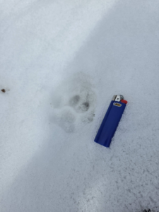 Single animal paw print in snow with lighter for scale, showing wildlife evidence for High Desert Predator Control in Pocatello, ID.