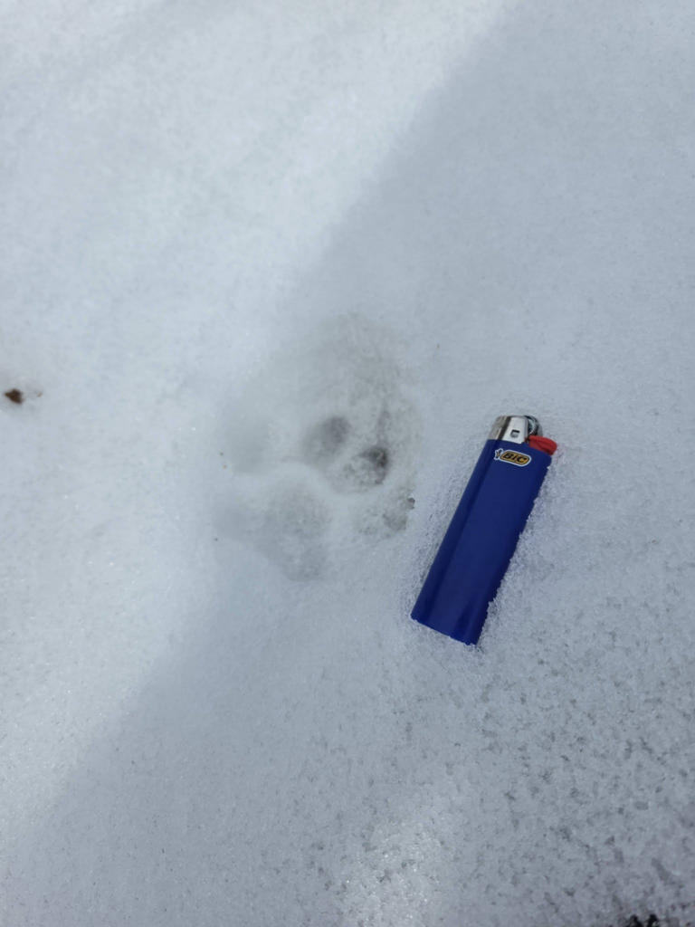 Single animal paw print in snow with lighter for scale, showing wildlife evidence for High Desert Predator Control in Pocatello, ID.